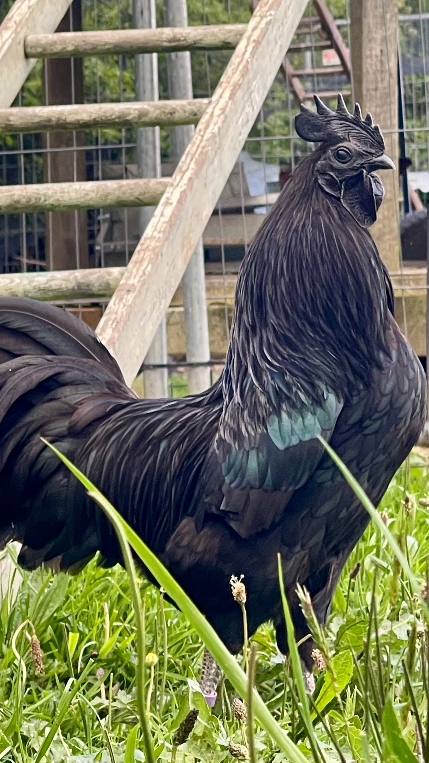 Ayam Cemani Hatching Eggs 3