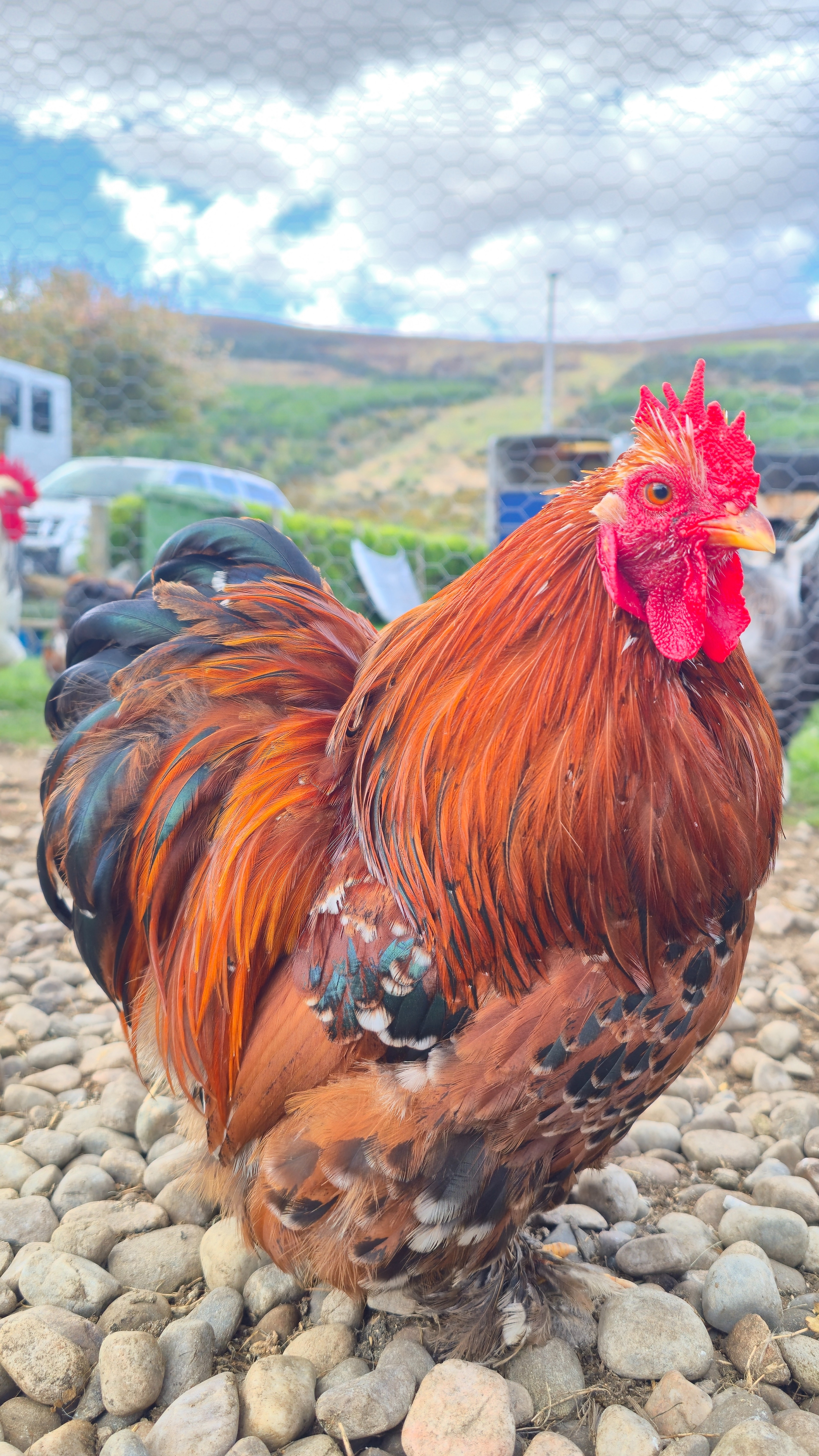 Pekin Bantam Hatching Eggs