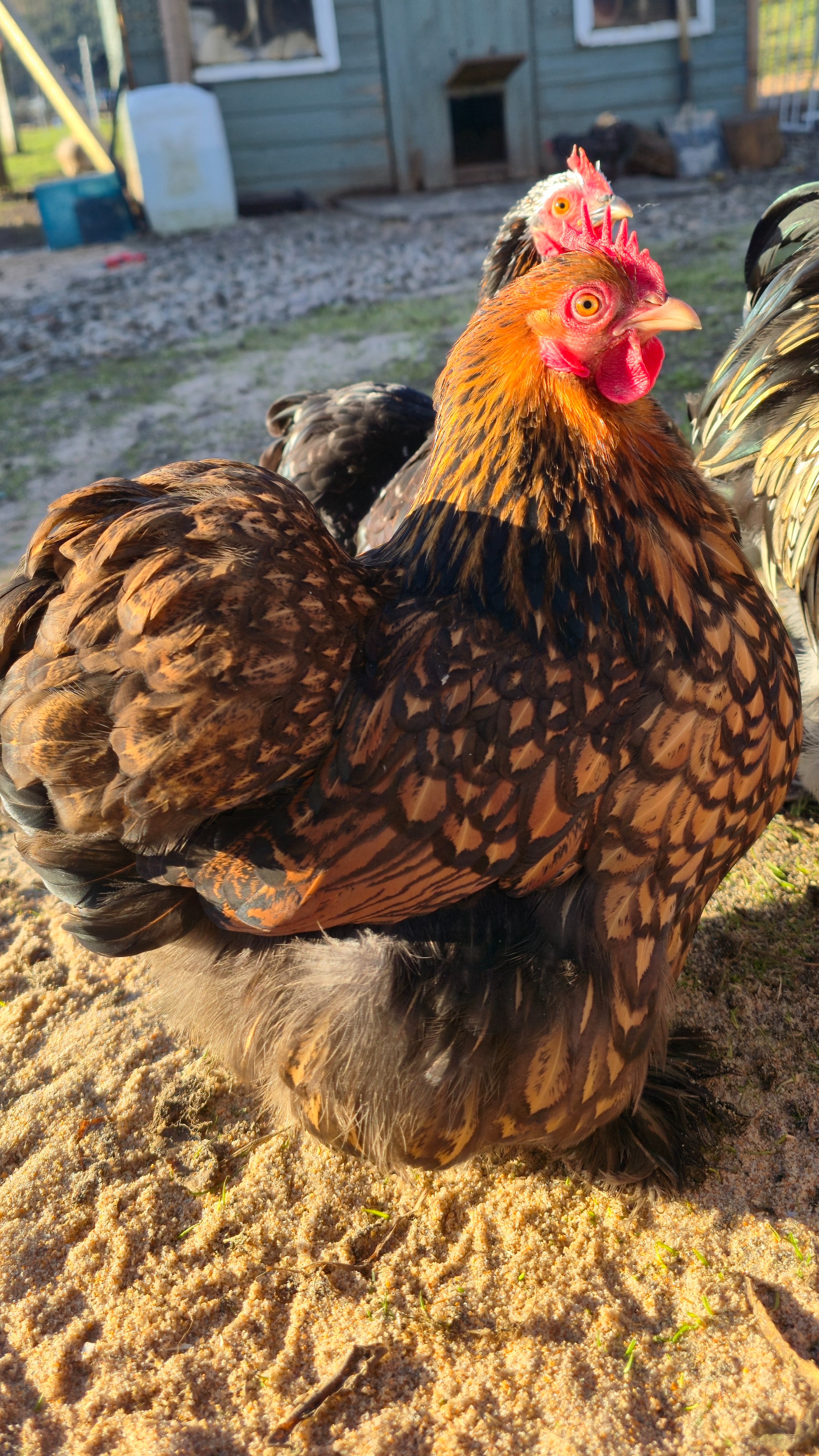 Pekin Bantam Hatching Eggs 3