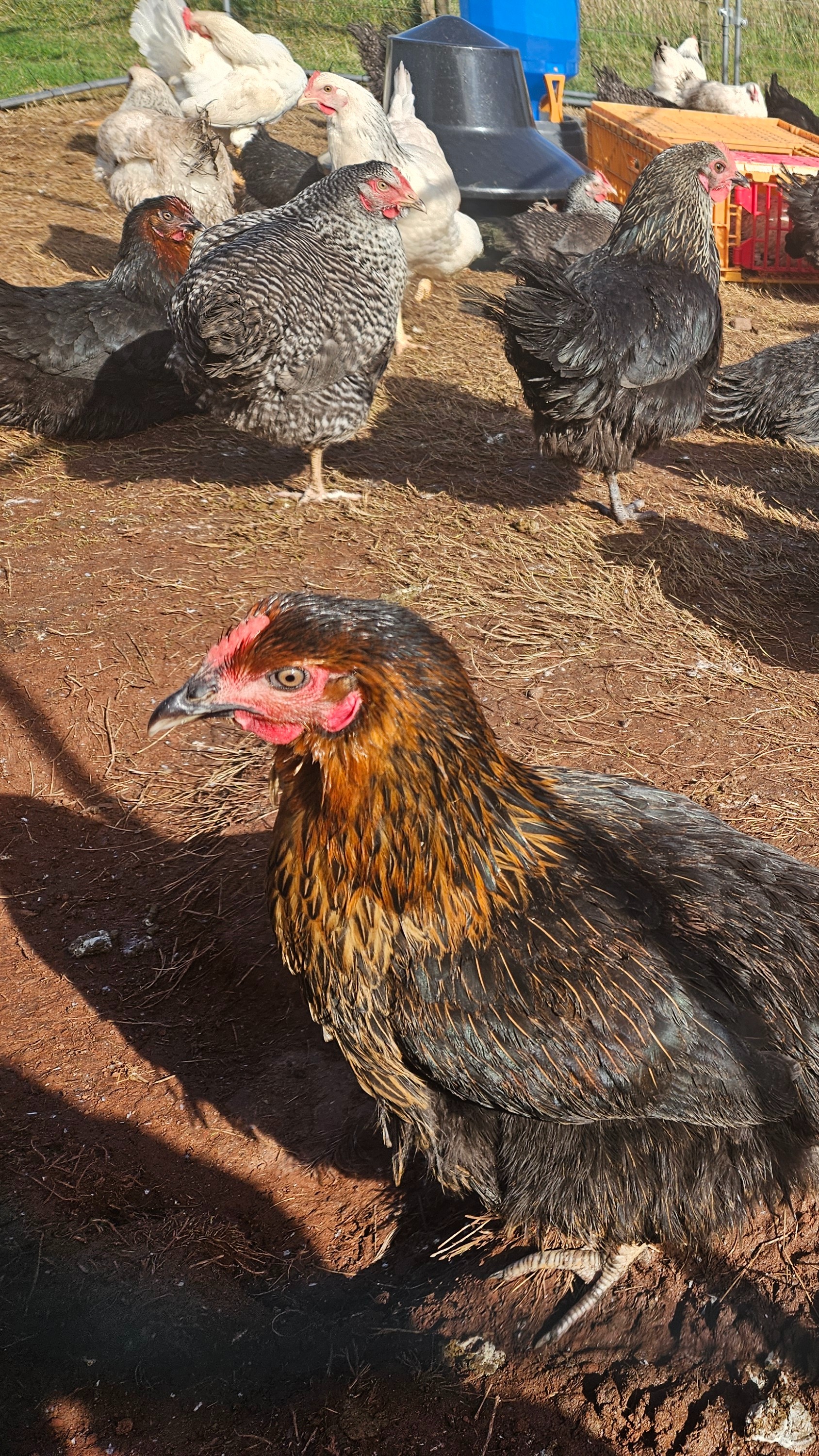 Hybrid Point Of Lay Hens (Mixed)