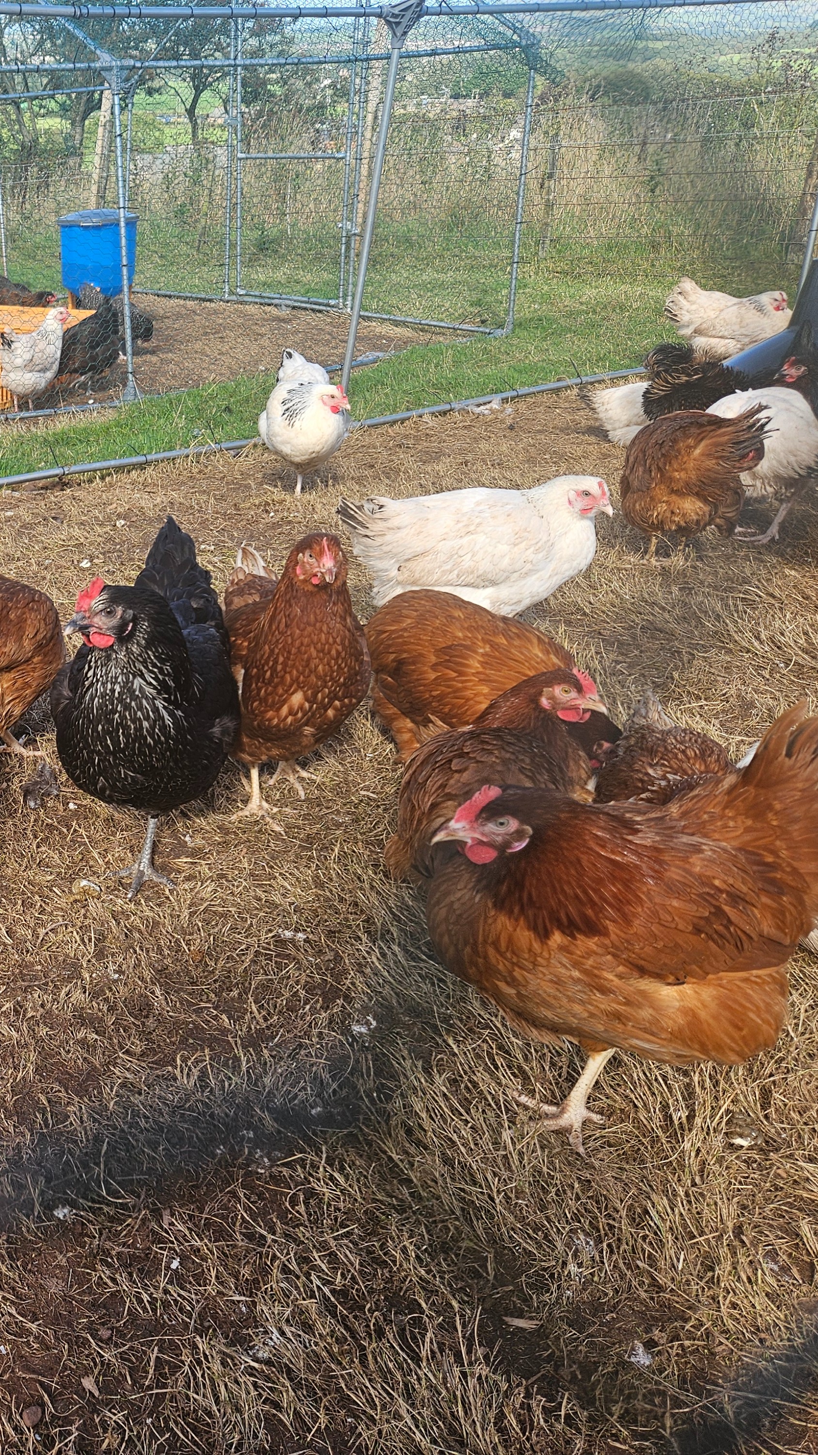 Hybrid Point Of Lay Hens (Mixed) 2