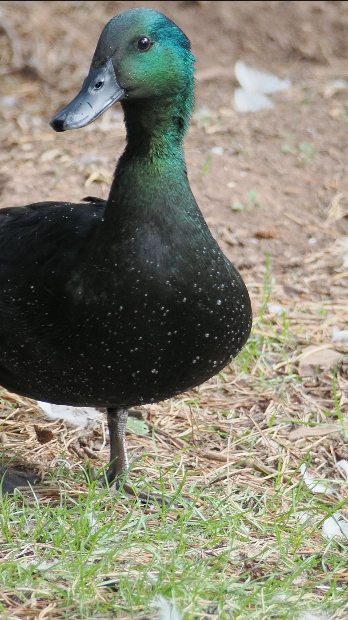 Black East Indie Drake 2