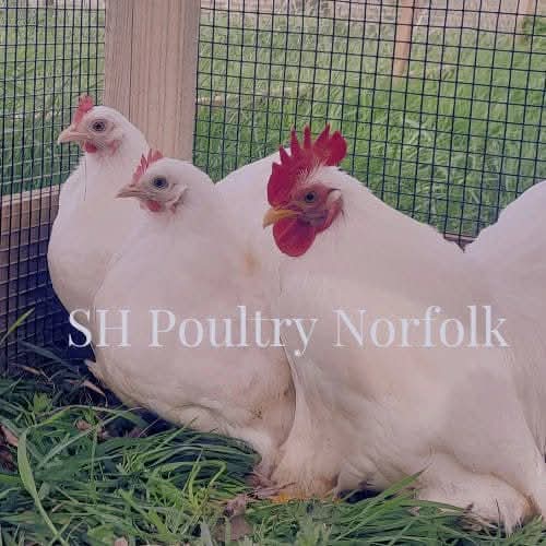 SH Poultry Norfolk