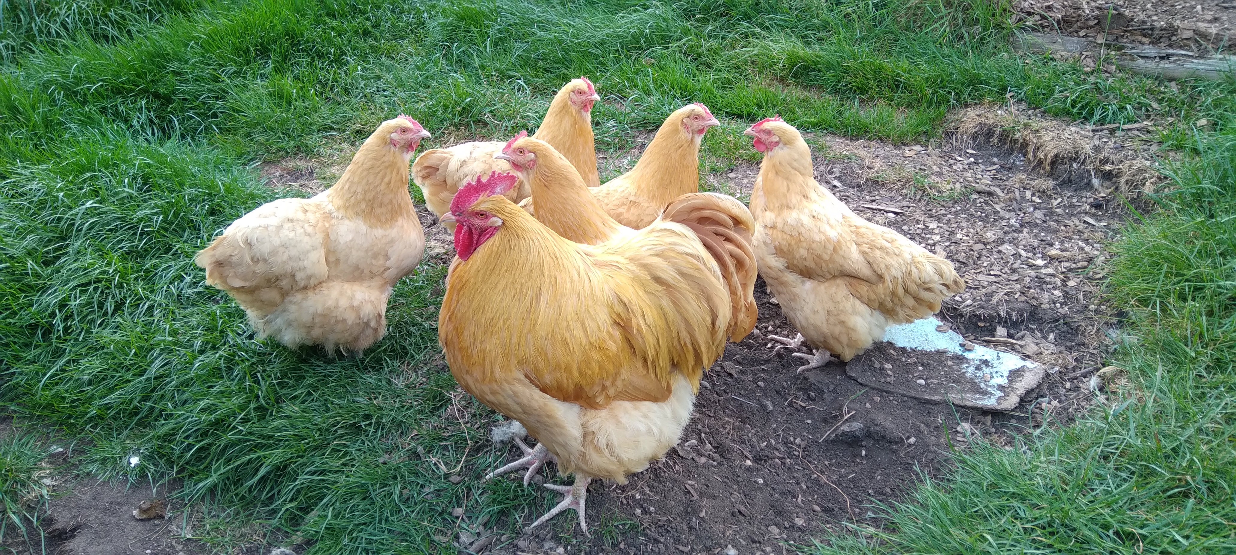 Castern poultry