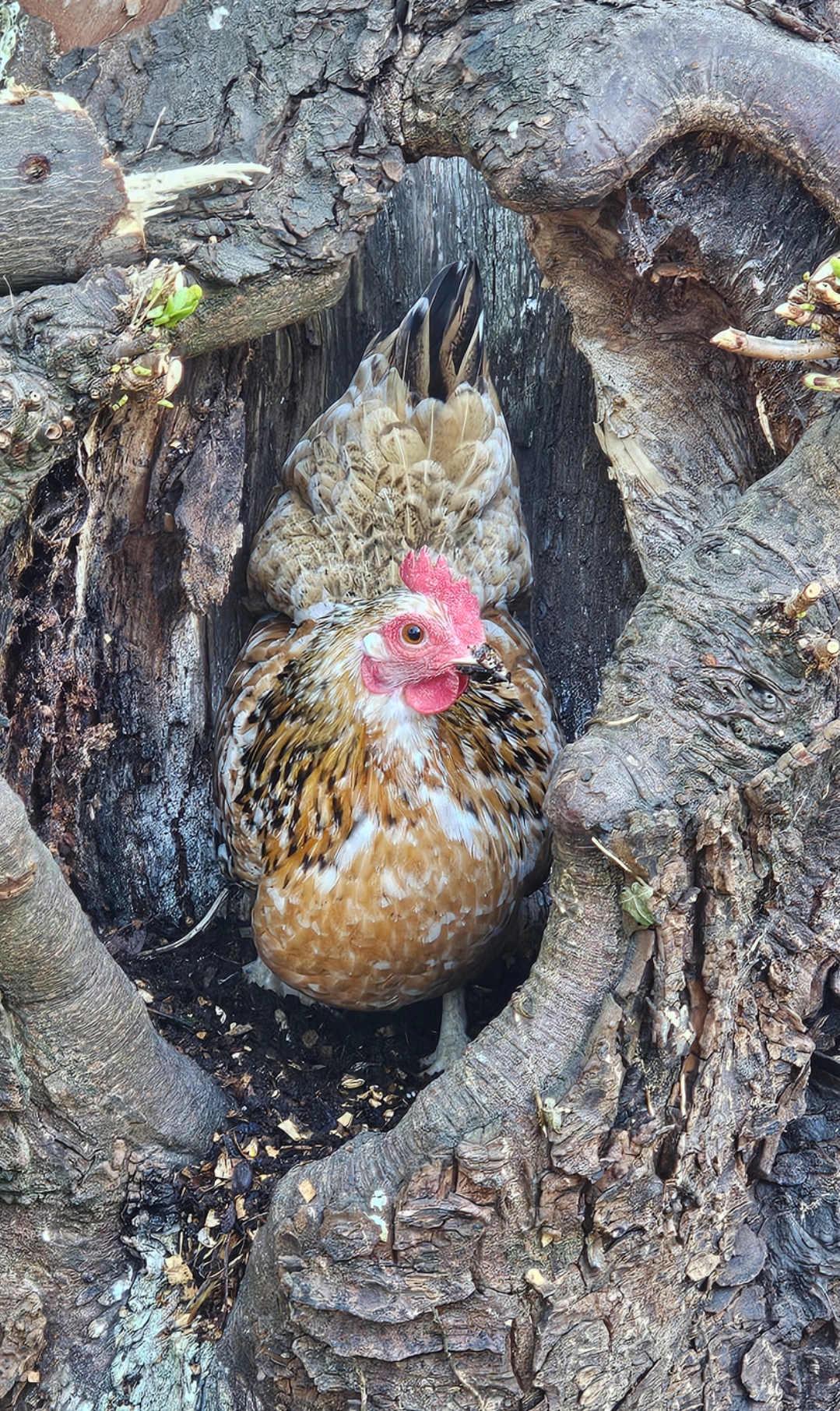 Blue Cedar Smallholding