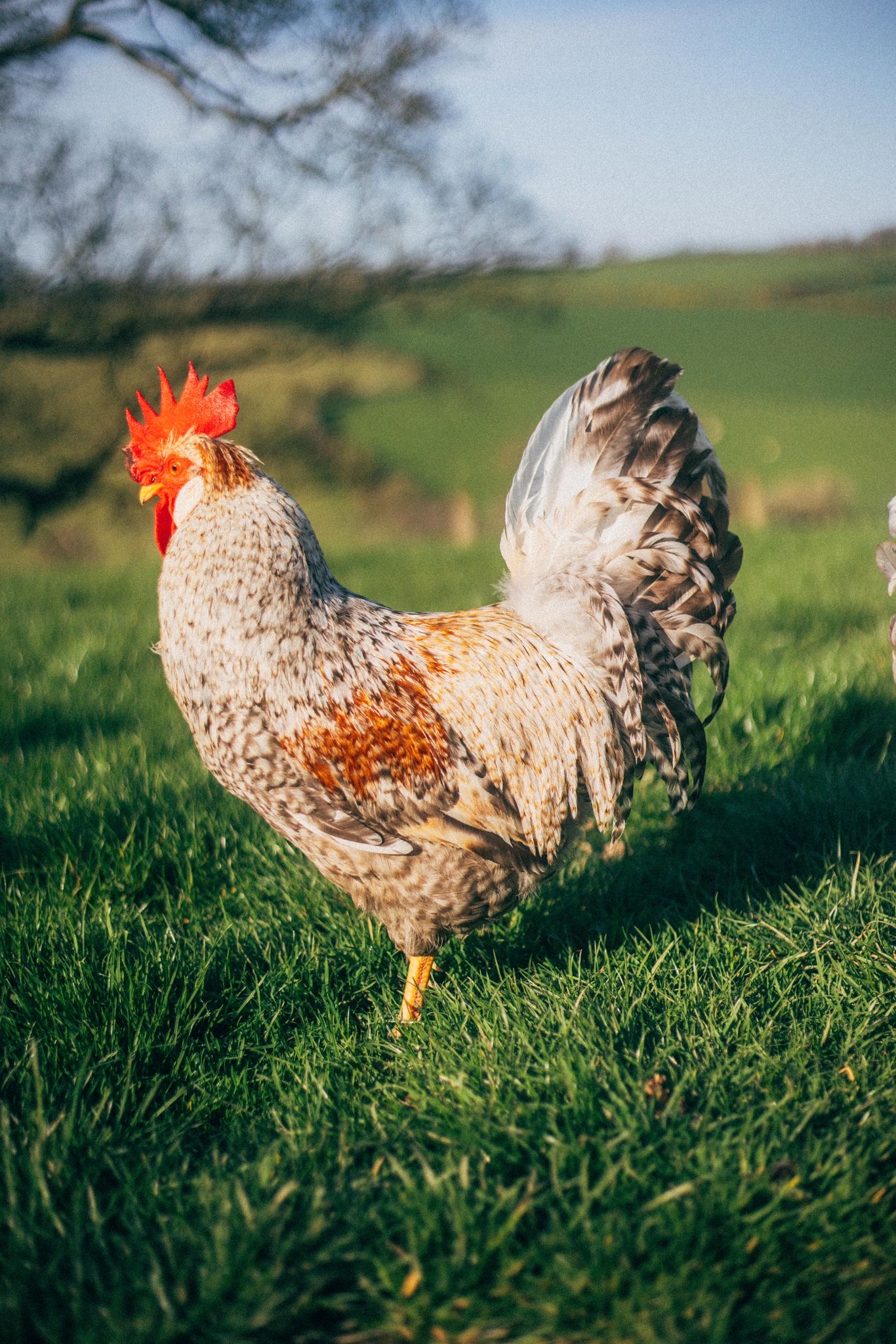 paith poultry