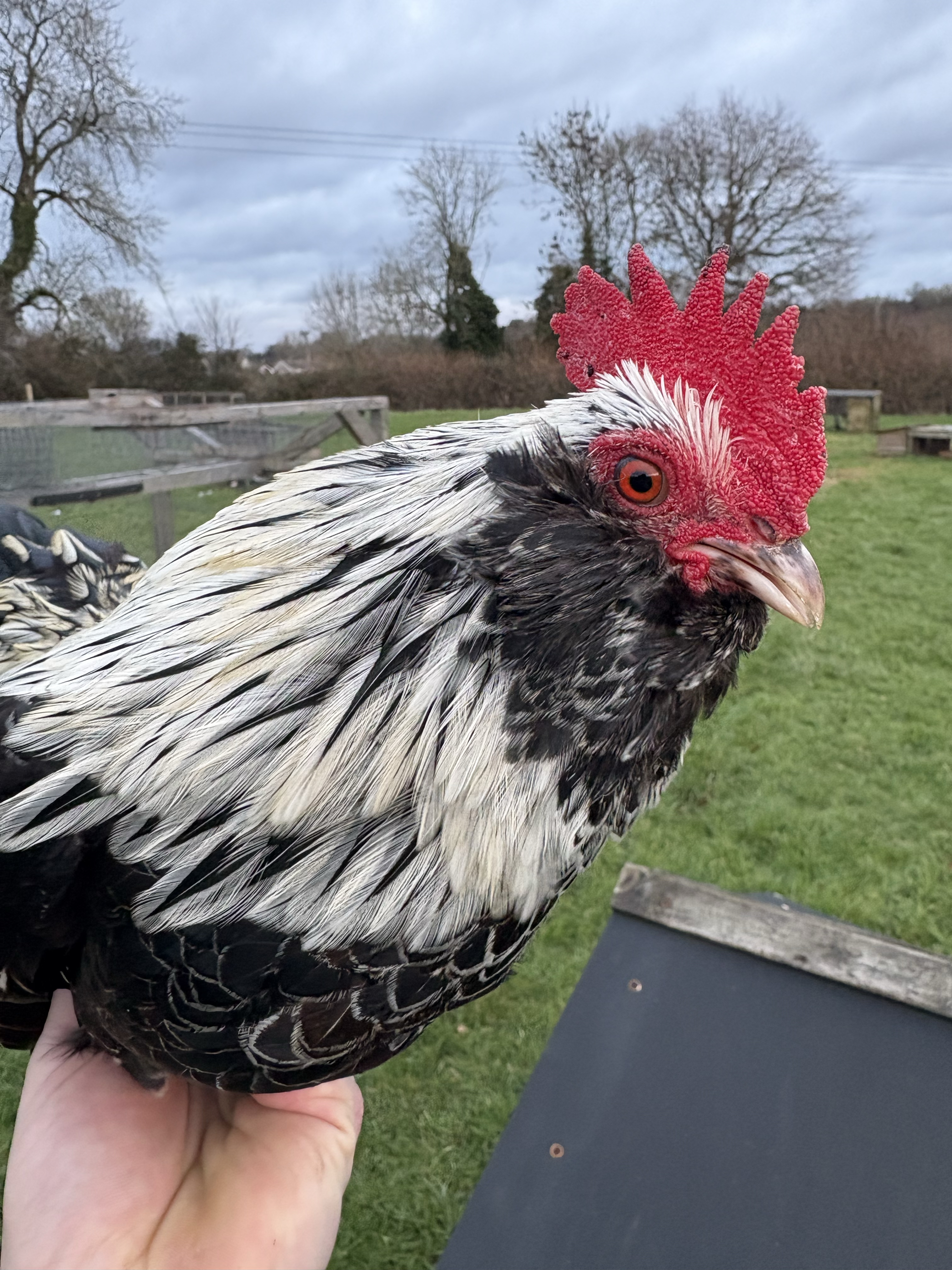 Chicken George