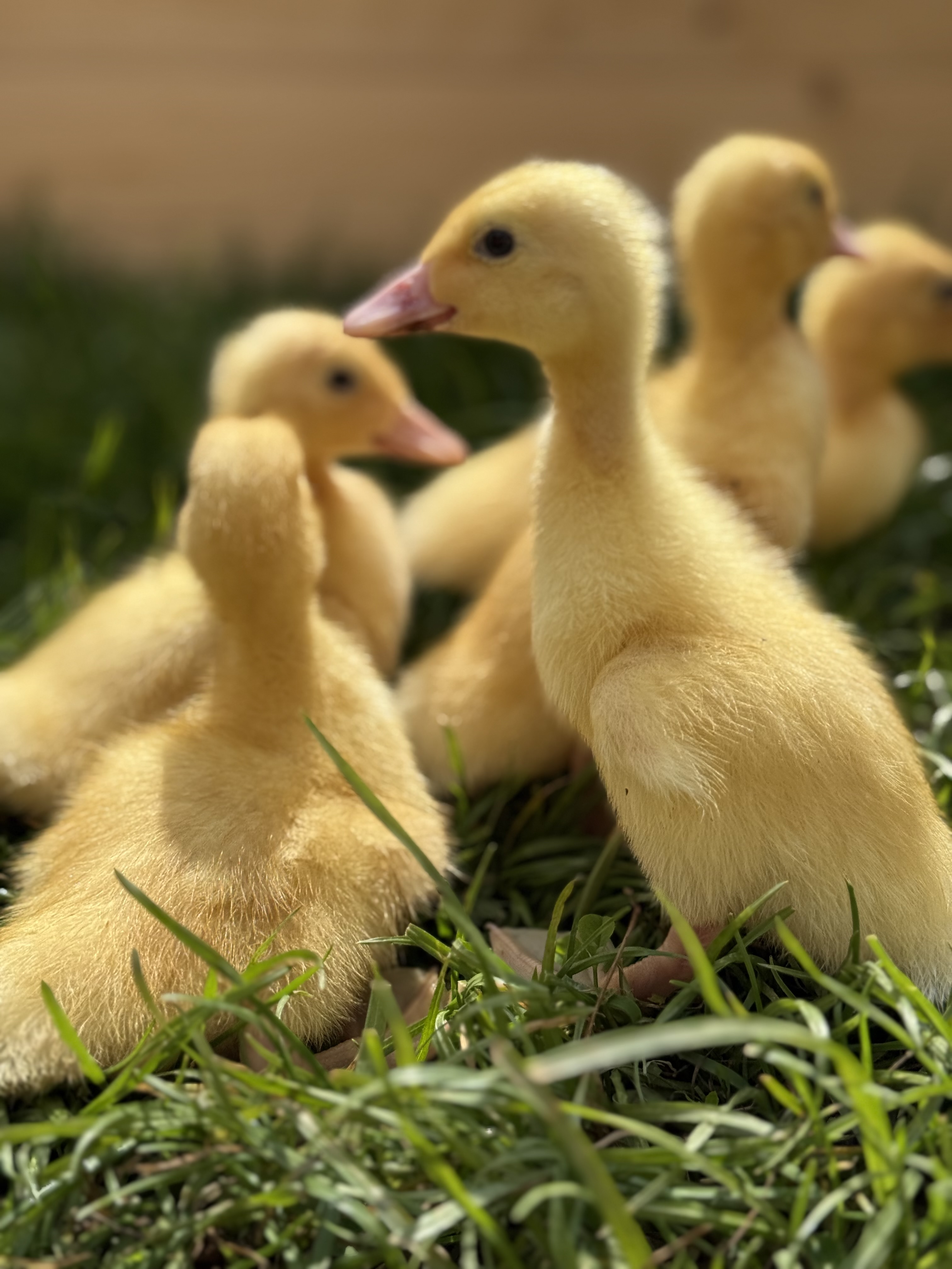 Ty-Mawr Poultry