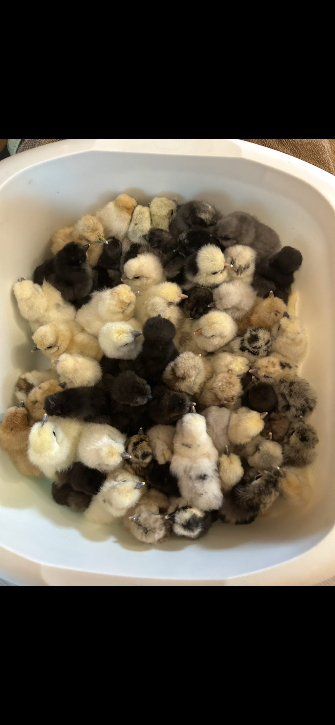 USA Silkies🥚🐣