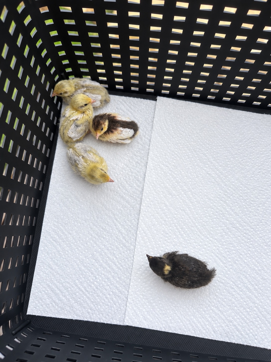 Suffolk button quails